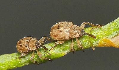 two Corimaliini weevils sitting together on a wooden stick