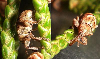 close-ups of two Nanophyiini weevils
